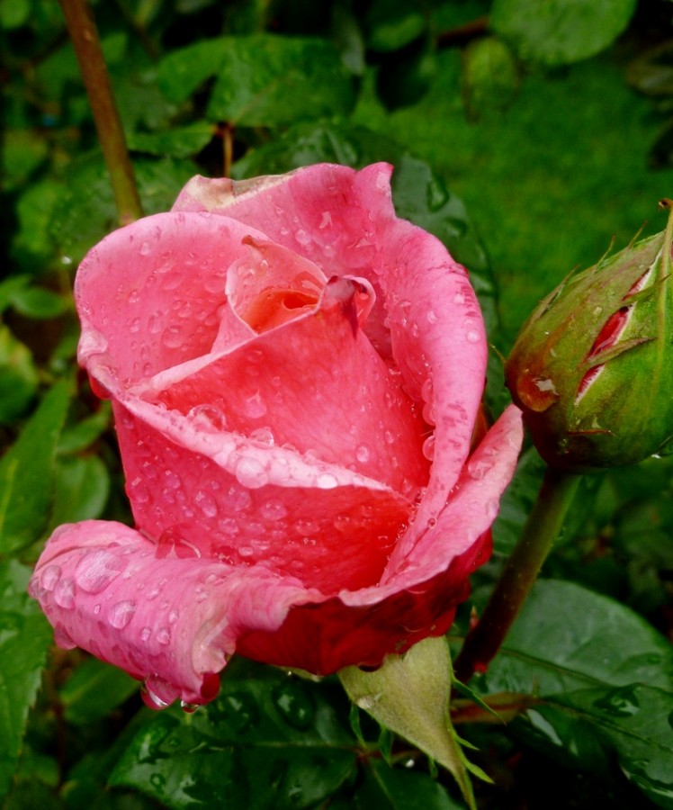 "Ya no llueve." de Carlos E. Wydler