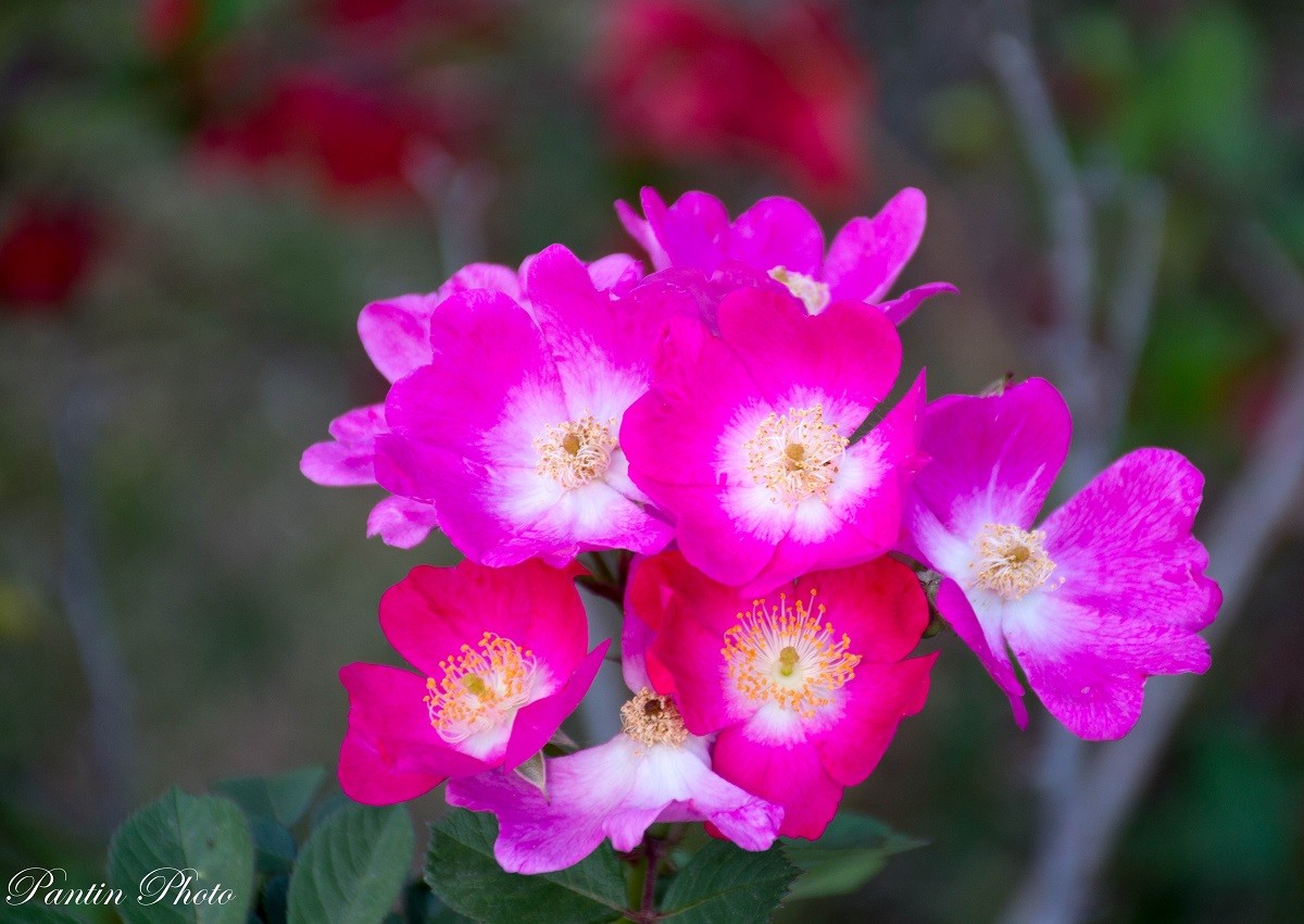 "Flor del diquecito." de Daniel Pantin