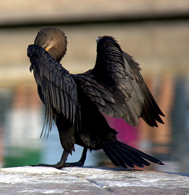 "`A punto de volar`" de Carlos Alberto Torres