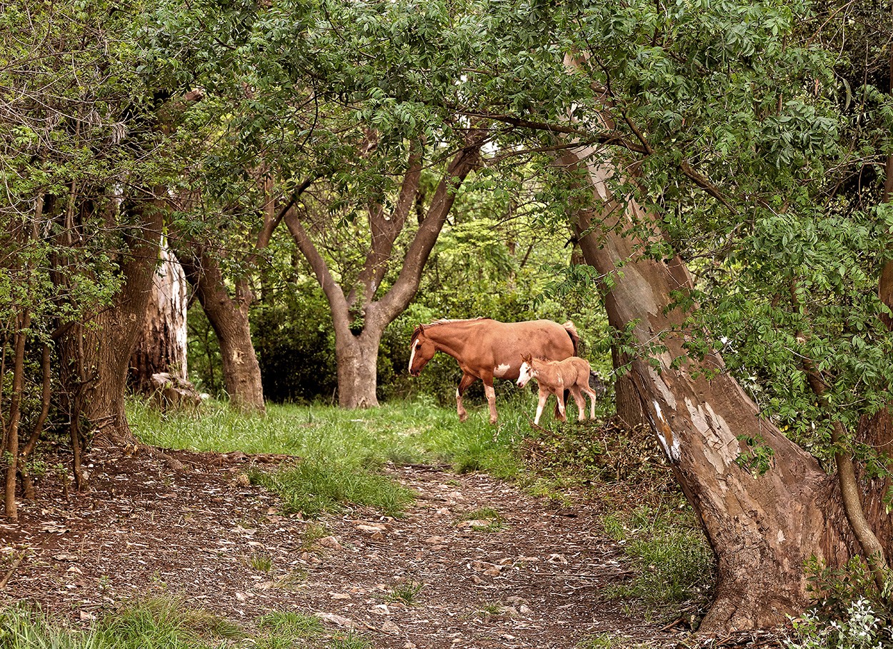 "Bosque encantado (2)" de Gerardo Saint Martn