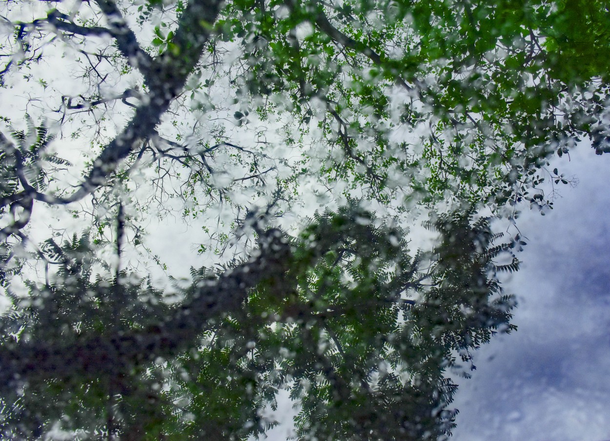 "Colores despus de la lluvia" de Adriana Claudia Gallardo