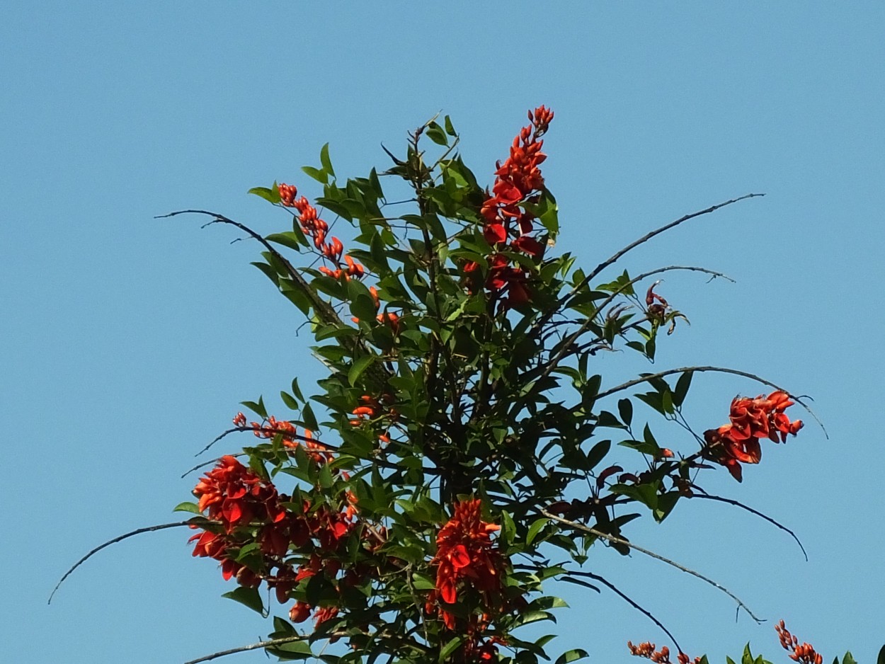 "Nuestra flor nacional" de Juan Fco. Fernndez