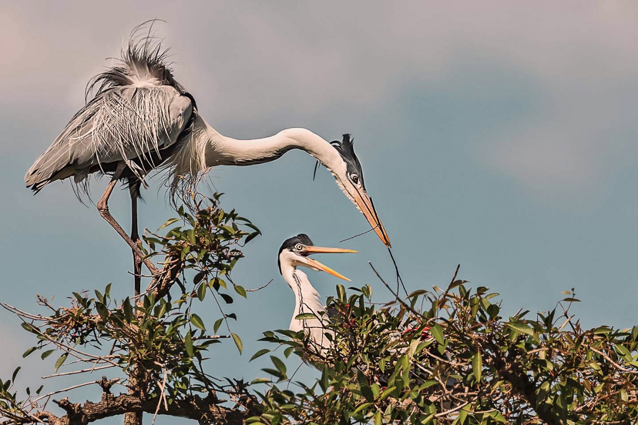 "Garzas" de Carlos Gianoli