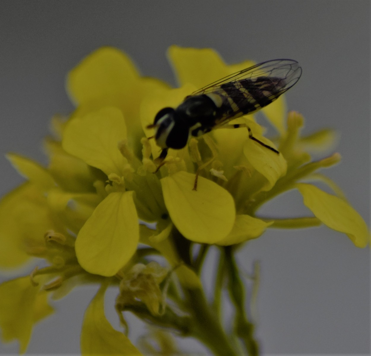 "Flores silvestre" de Walter Valdez