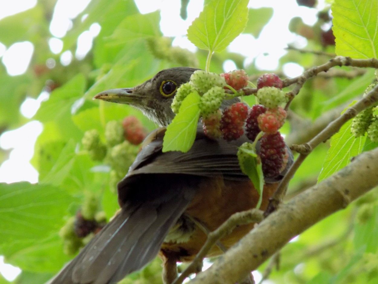 "Moras y Zorzal" de Gustavo Vazquez