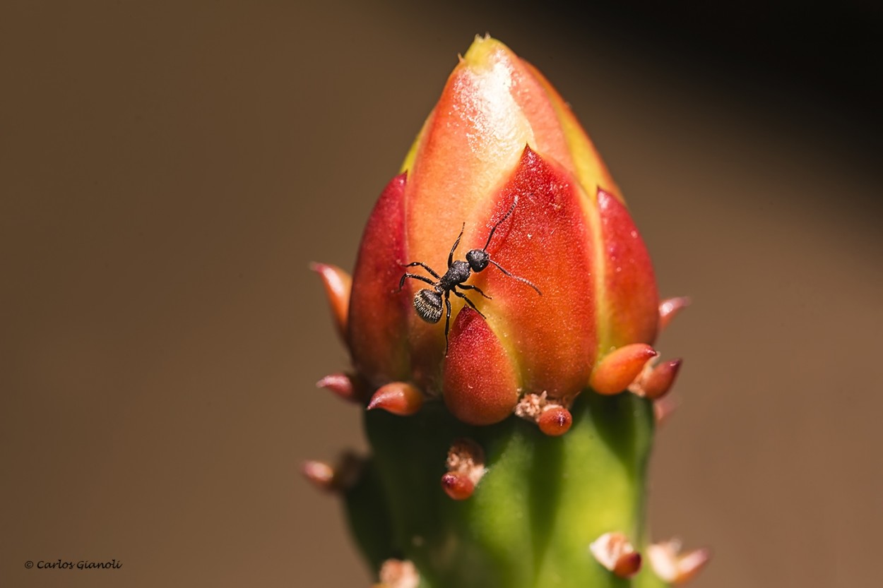 "Hormiga y cactus" de Carlos Gianoli