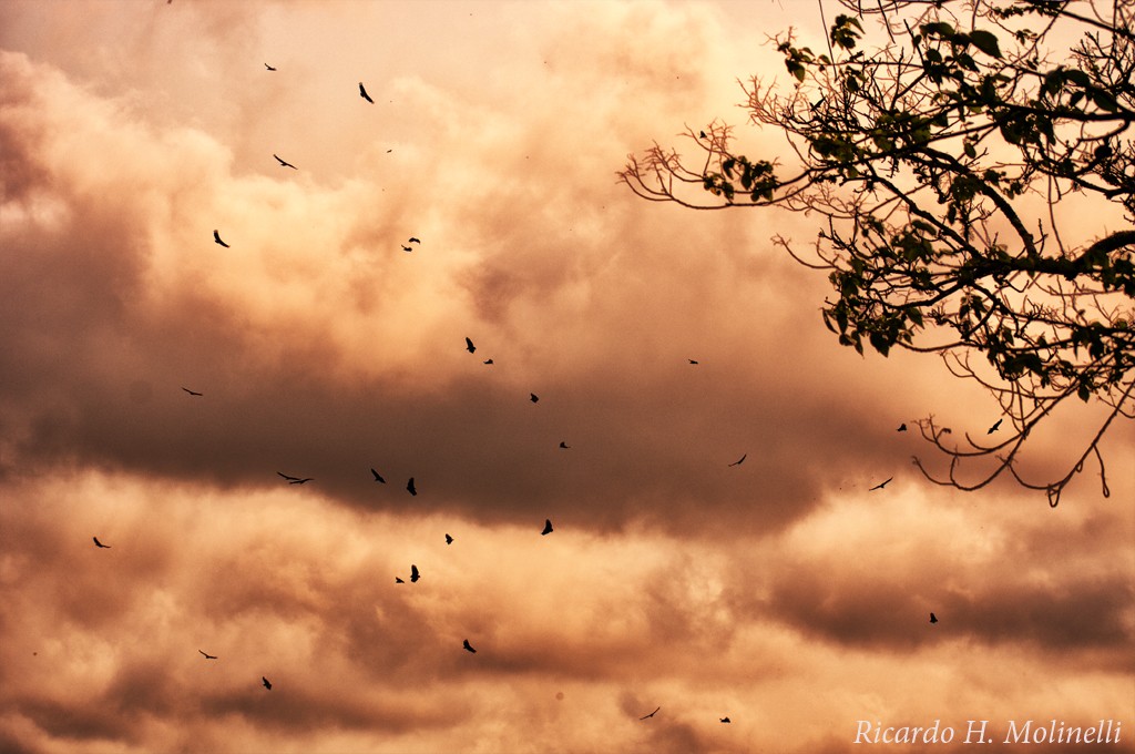 "Bajo cielo encapotado" de Ricardo H. Molinelli