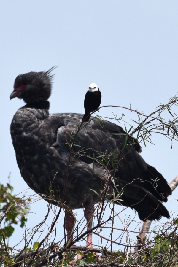 "Aves delos Esteros de Ibera" de Carlos Alborc