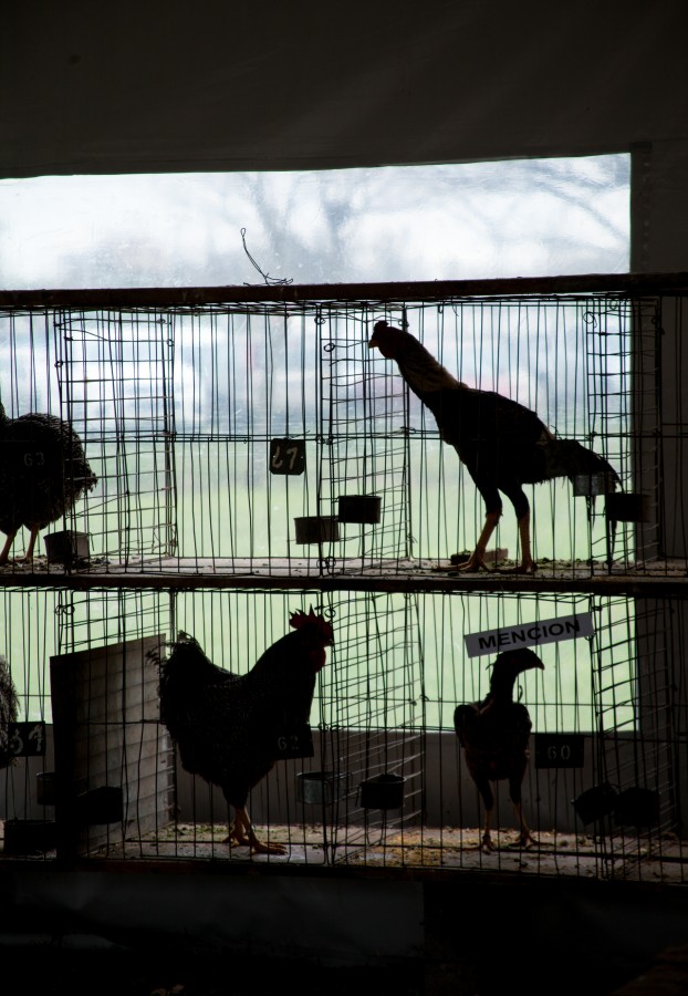 "Mencin en el gallinero" de Mara Andreadiaz