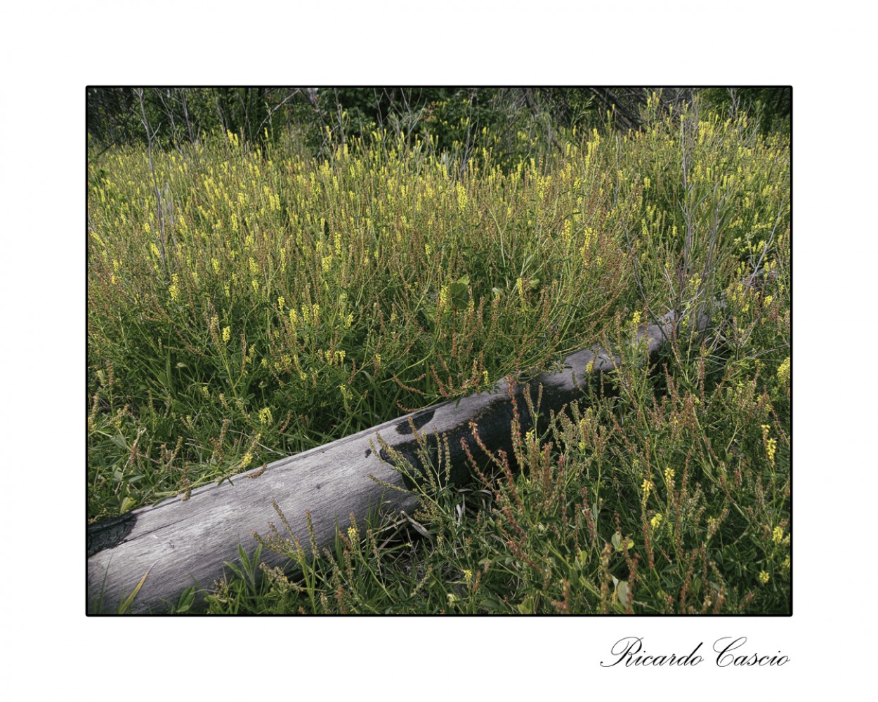 "Morir sobre los campos" de Ricardo Cascio