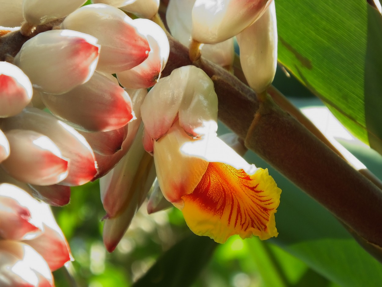 "La flor de la canela" de Juan Fco. Fernndez