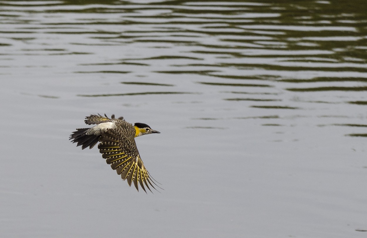 "campestre en vuelo" de Leonardo Perissinotto