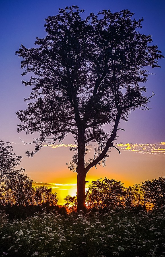 "El rbol de la vida" de Marzioni Martn Luis