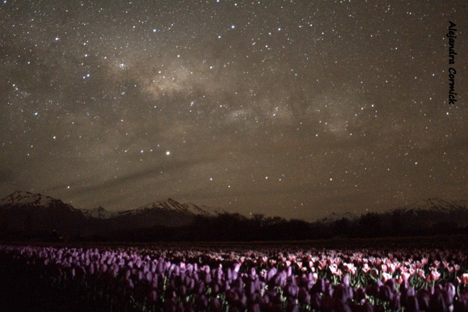 "Flores estrelladas" de Alejandra Cormick