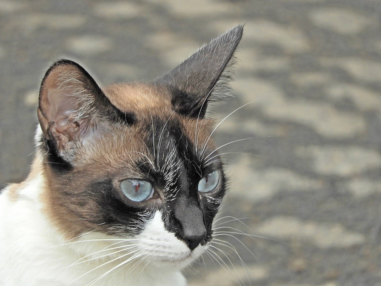 "A tranquilidade felina ! ( Fv. ler )" de Decio Badari