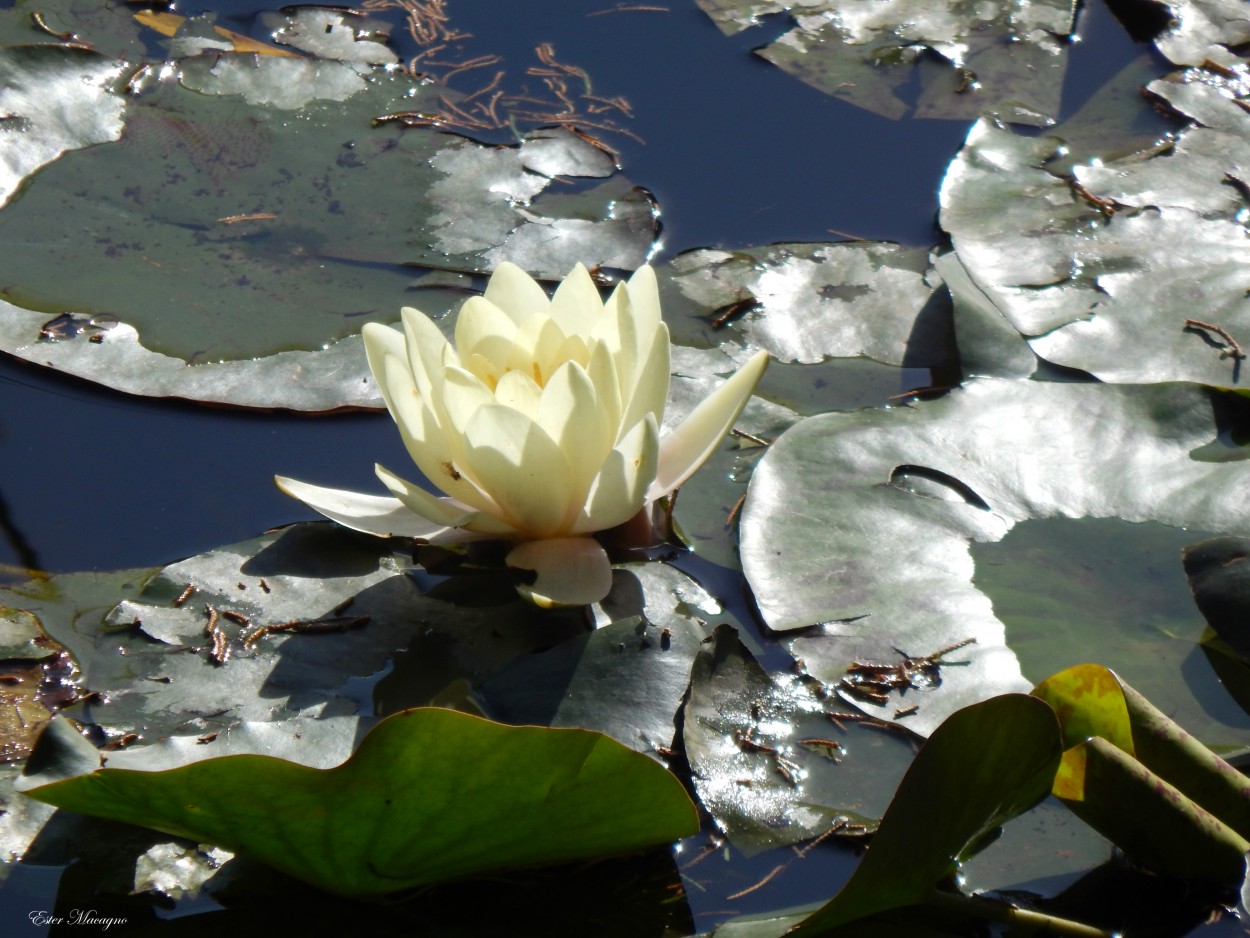 "Flor de loto." de Ester Francisca Macagno