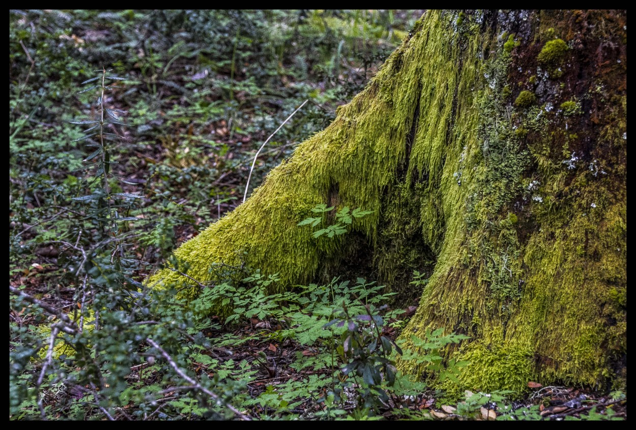 "Un verde musgo" de Ricardo Wychlo