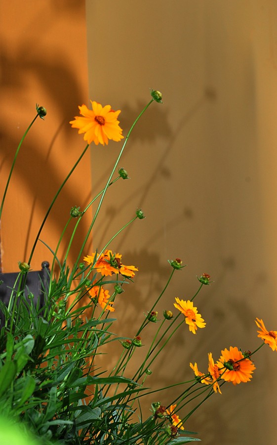 "Cosmos a flor que alegra a primavera e o vero...." de Decio Badari