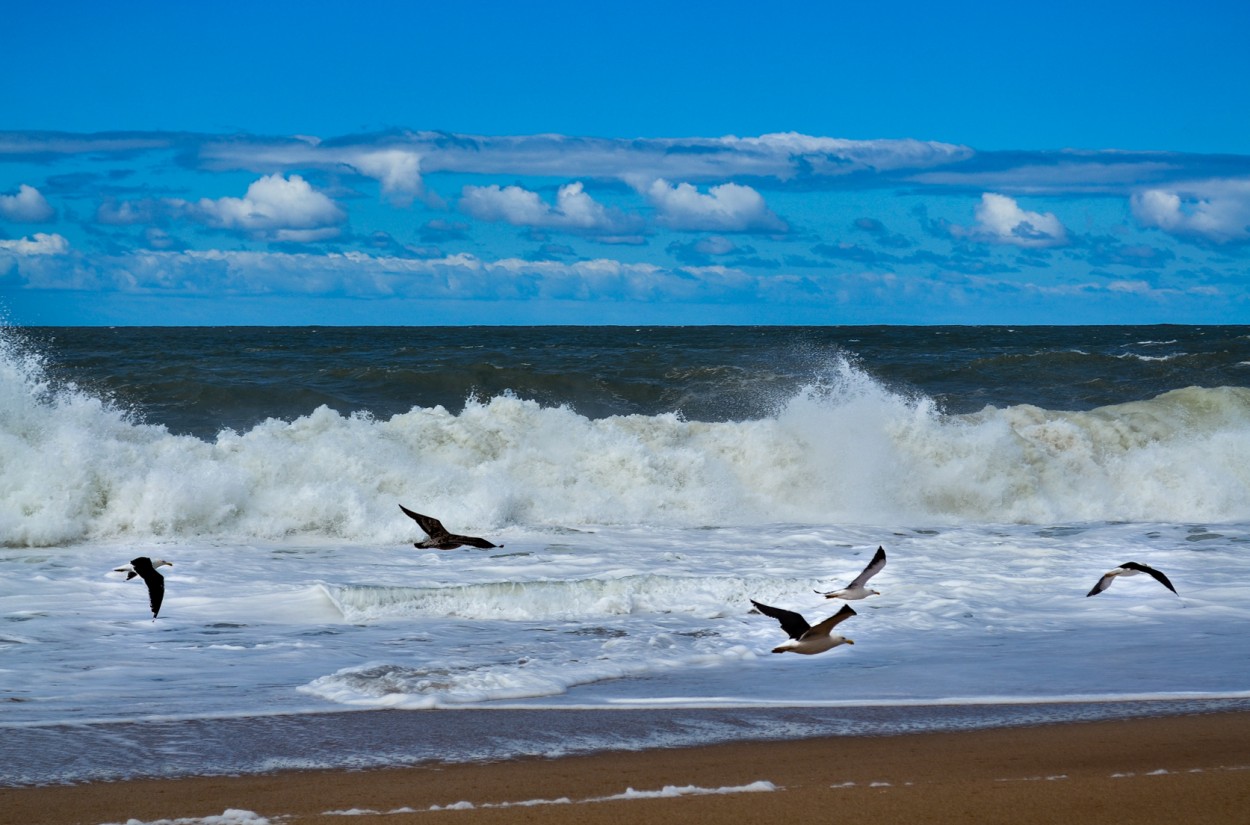 "` GAVIOTAS `" de Graciela Larrama