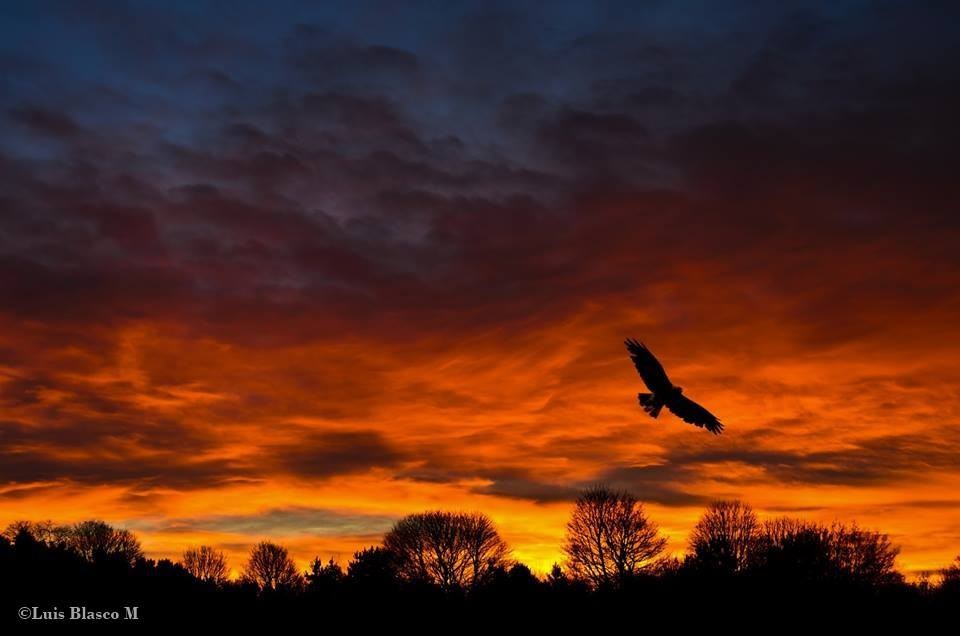 "El vuelo" de Luis Blasco Martin