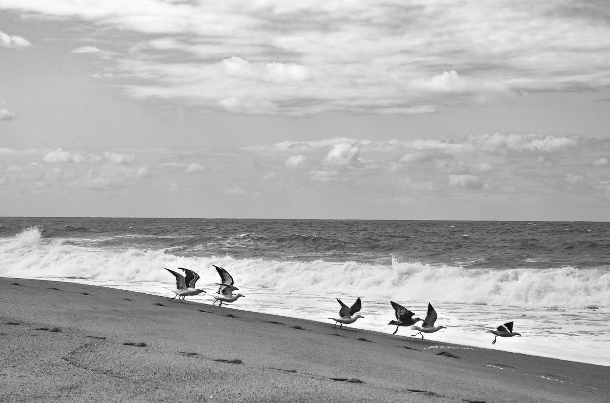 "` GAVIOTAS II `" de Graciela Larrama