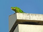  o mesmo fotografo..... ( Fv. ler )