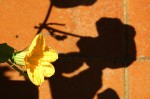 O amarelo e as sombras ! ( Fv. ler )