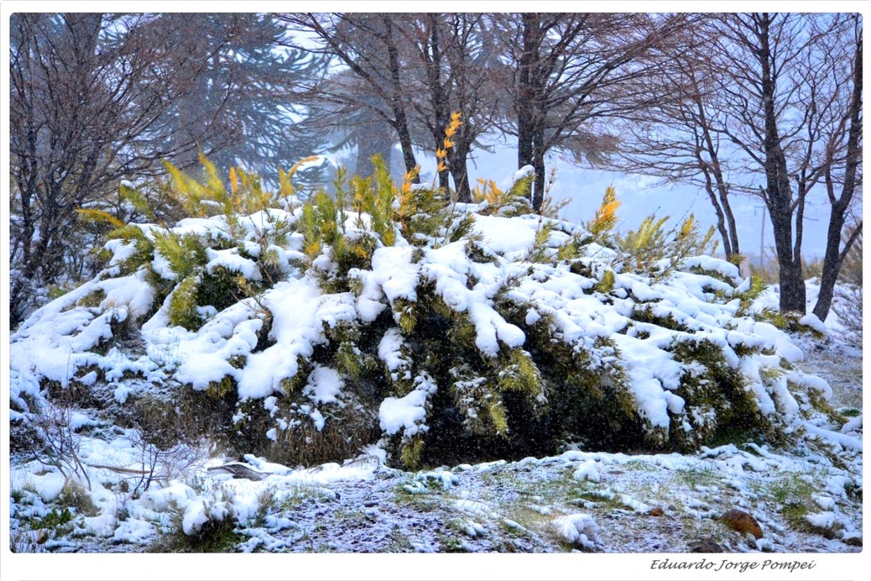 "Nieve de Cordillera" de Eduardo Jorge Pompei