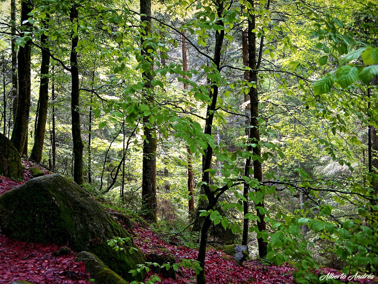 "Los Colores del Bosque" de Alberto Andrs Melo