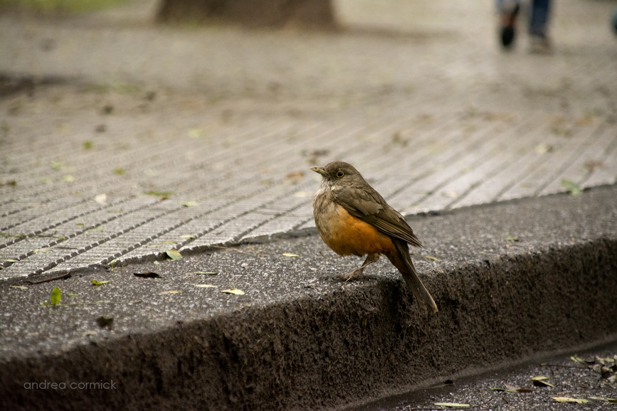 "descanso en el cordon..." de Andrea Cormick