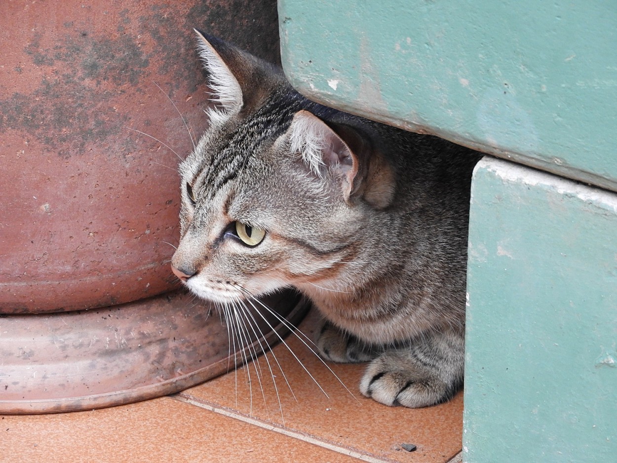 "Na espreita..... ( Fv. ler )" de Decio Badari