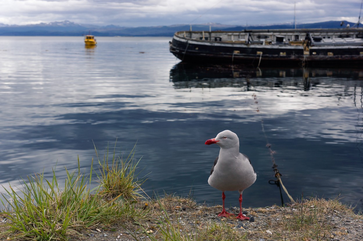 "Gaviota del Canal de Beagle" de Juan Di Liscia