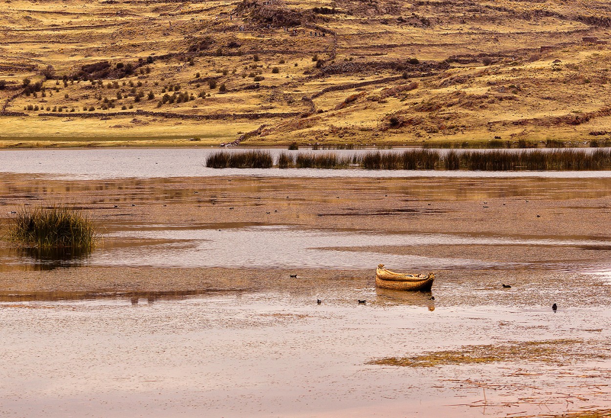 "Las gallaretas y las hormigas humanas." de Gerardo Saint Martn