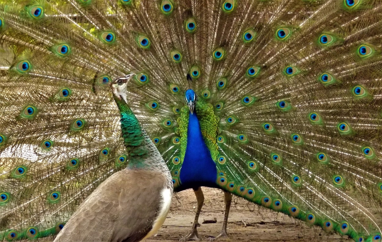 "Danza de Pavos Reales" de Gustavo Vazquez