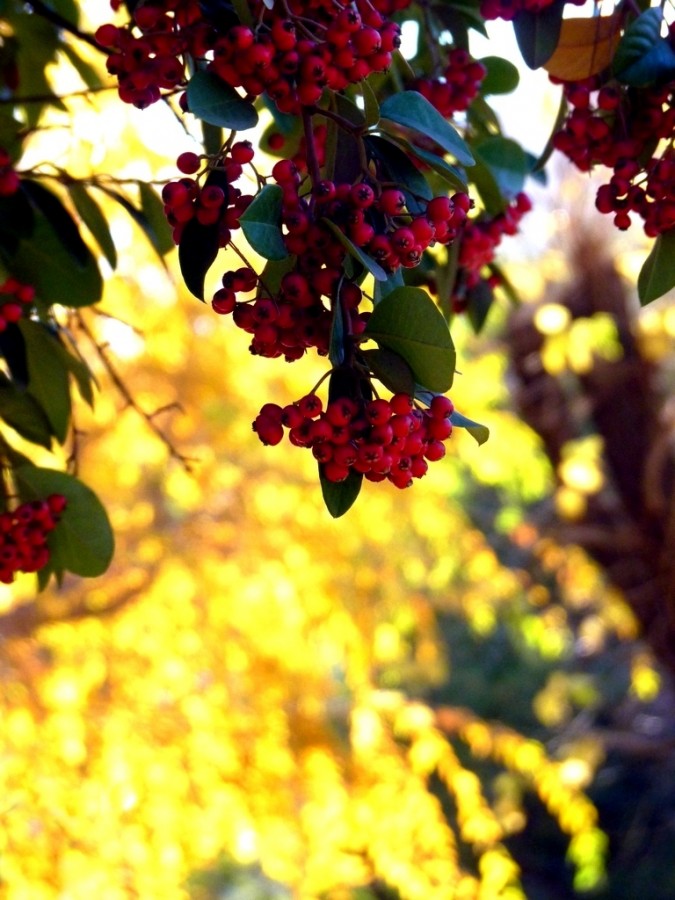 "Espino (Crataegus sp.)" de Carlos E. Wydler