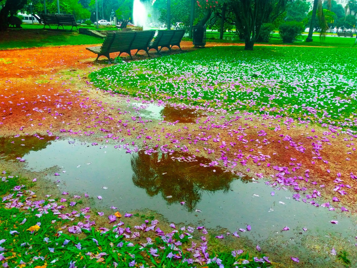 "Despues de la lluvia." de Diego Battion