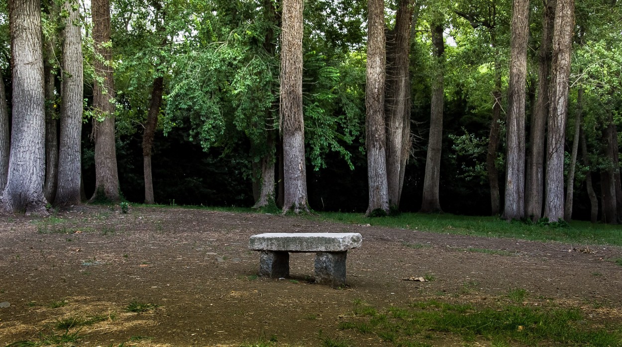 "` UN BANCO EN EL BOSQUE `" de Graciela Larrama