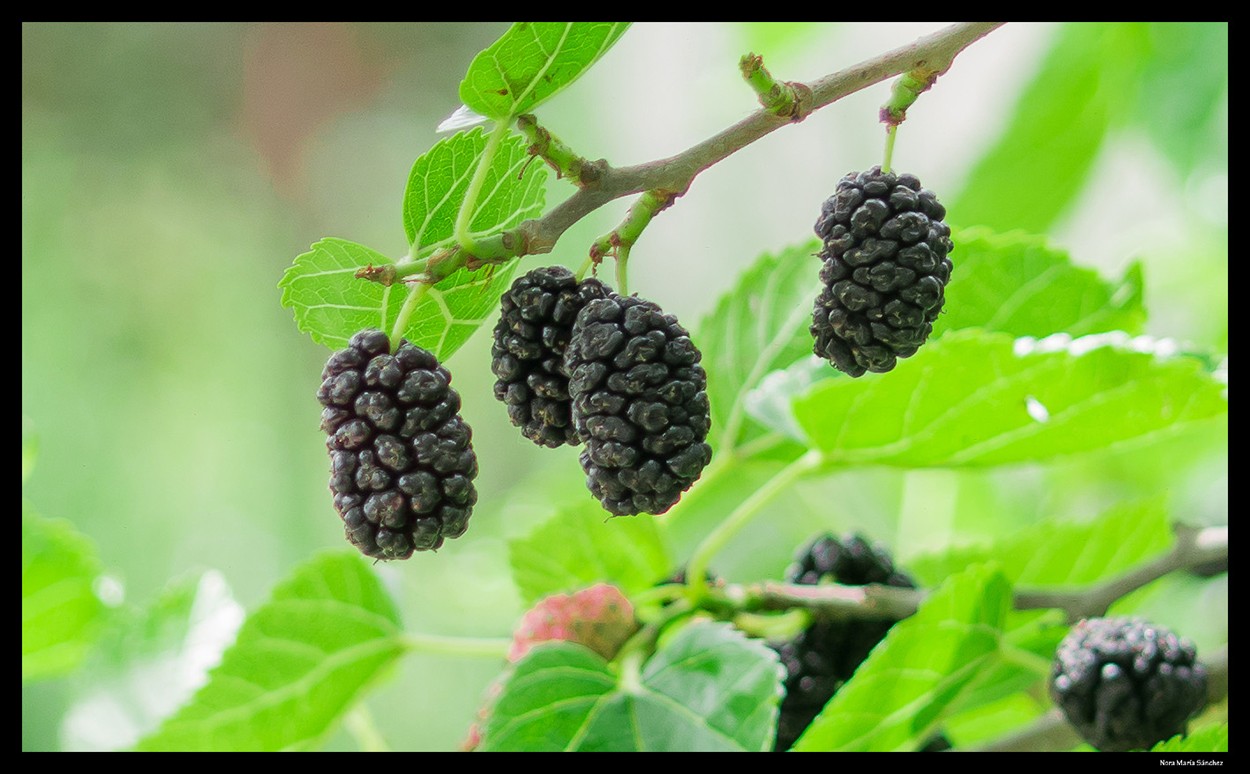 "Moras" de Nora Maria Sanchez