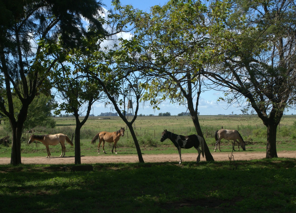 "Plantas y caballos" de Laura Noem Huizenga