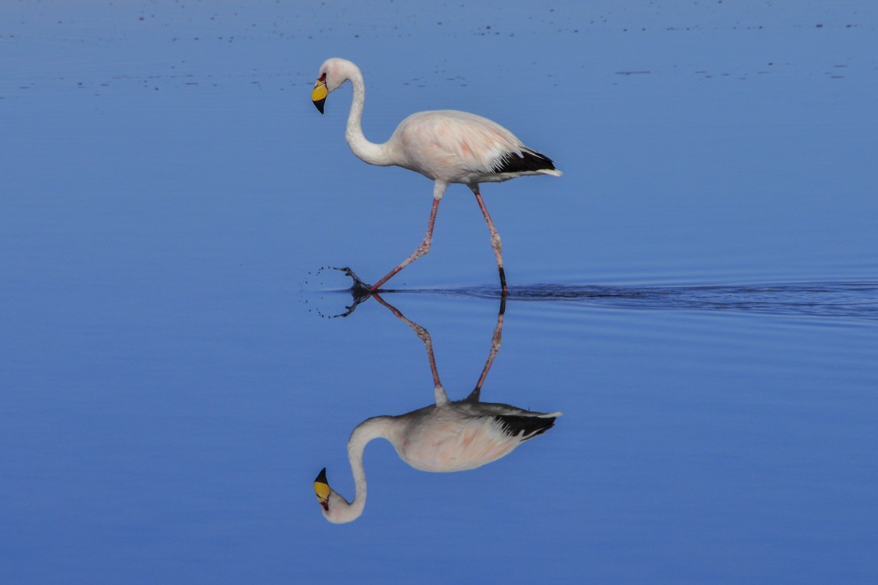 "Reflejo" de Walter Mario Stein