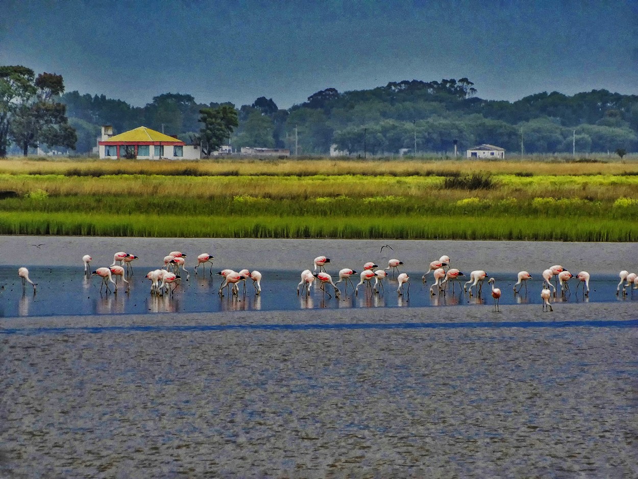 "Flamencos" de Ruperto Silverio Martinez