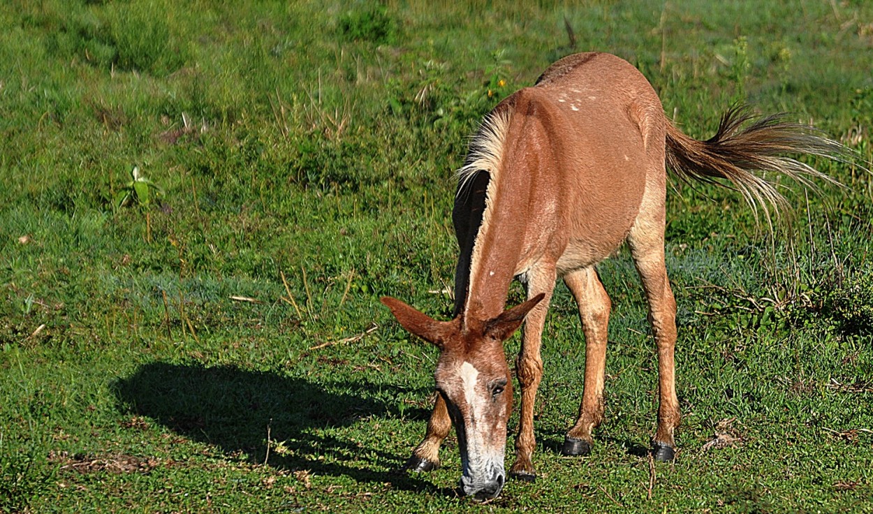 "O Potrinho ! ( Fv. ler )" de Decio Badari