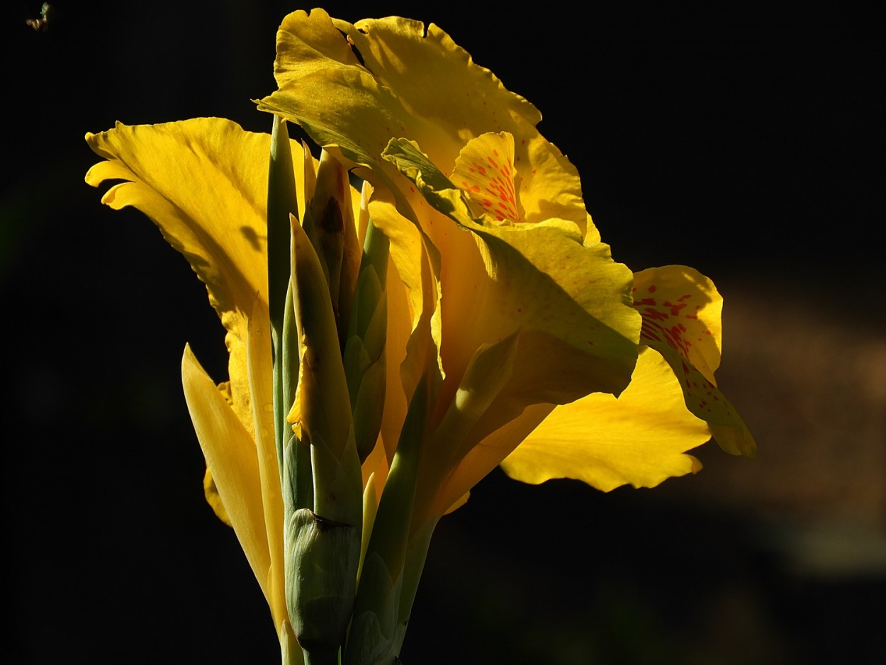 "Luz, sombras, formas........ ( Fv. ler )" de Decio Badari