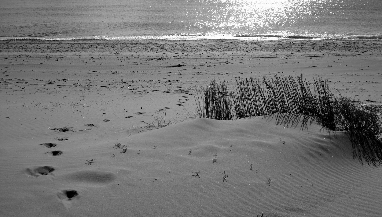 "Playa de Invierno" de Carmen Estevez