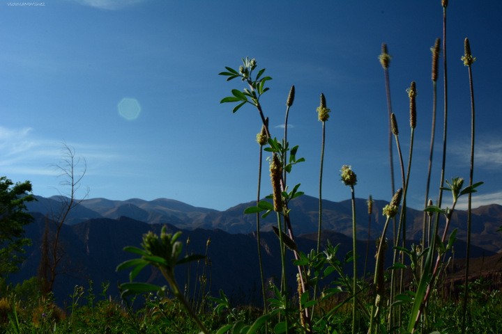 "`La vida se ofrece al mundo en forma de flor`" de Victoria Antonella Martinez