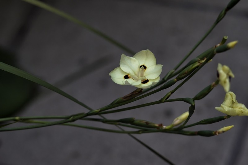 "Mis flores" de Carlos Gauna