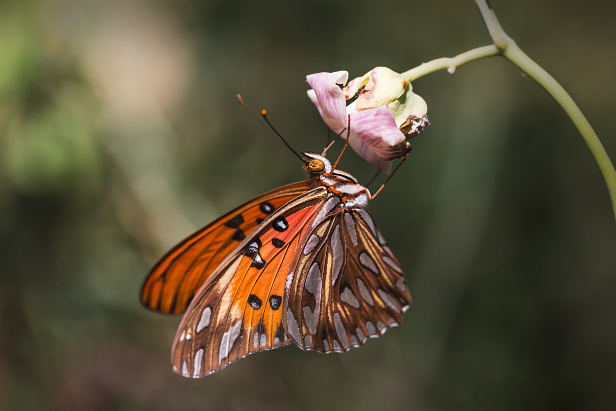 "Mariposa y flor" de Carlos Gianoli