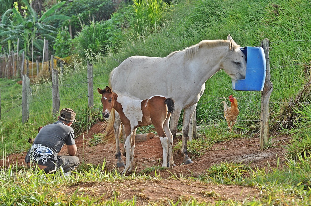 "Cenas do campo....... ( Fv. ler )" de Decio Badari