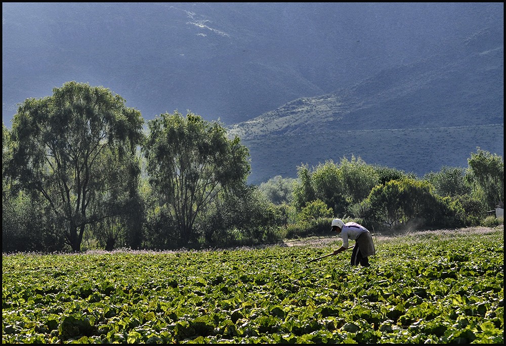 "Dia de labranza" de Ruben Perea