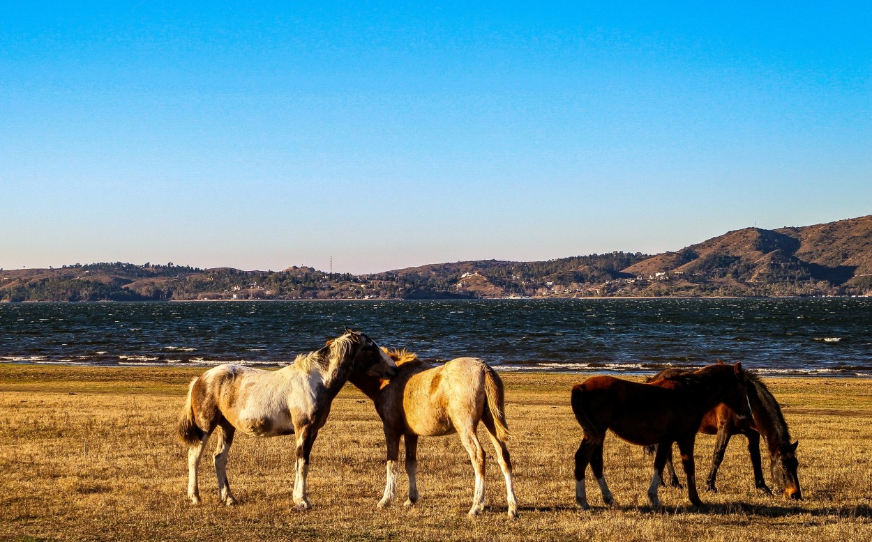 "Caballos salvajes" de Marzioni Martn Luis